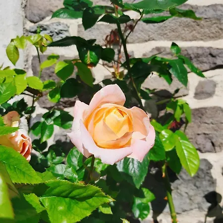 Place Des Jolis Reves Aparthotel Riom-es-Montagnes